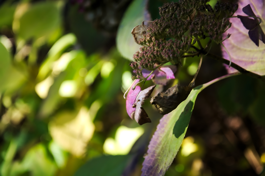 根性の花