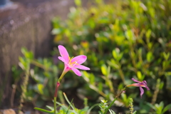 EF70-210mm F/4　試写　その２