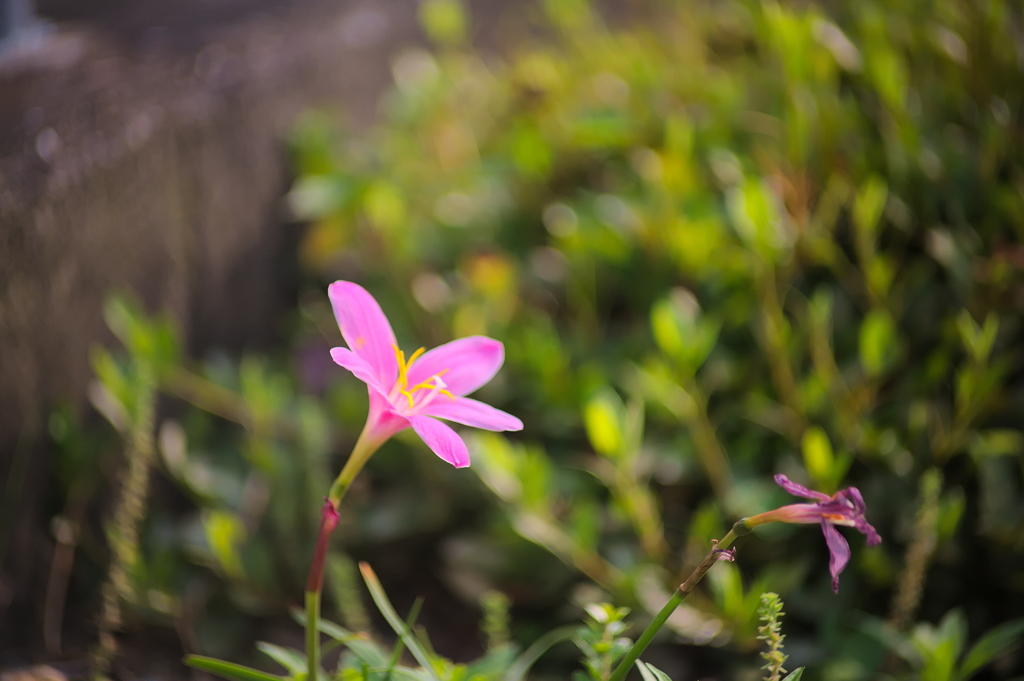 EF70-210mm F/4　試写　その１