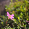 EF70-210mm F/4　試写　その１