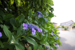 流行りに乗っかって、紫陽花を撮ってみました　１