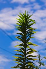 シグマ　１００ｰ３００ｍｍ　f4　試写１