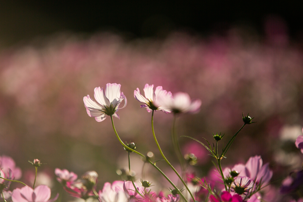 これでもかってくらい秋桜を撮ってきたから片っ端からアップします！９