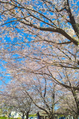 美薗中央公園の桜林　３