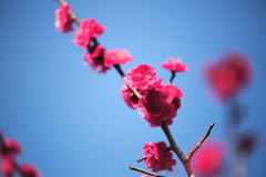 紅