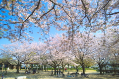 美薗中央公園の桜林　４