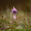 カタクリの花