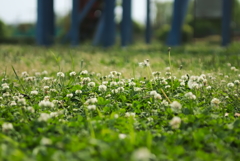 道端の花１０選 1