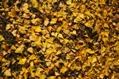 紅葉ももう終わりですね　２