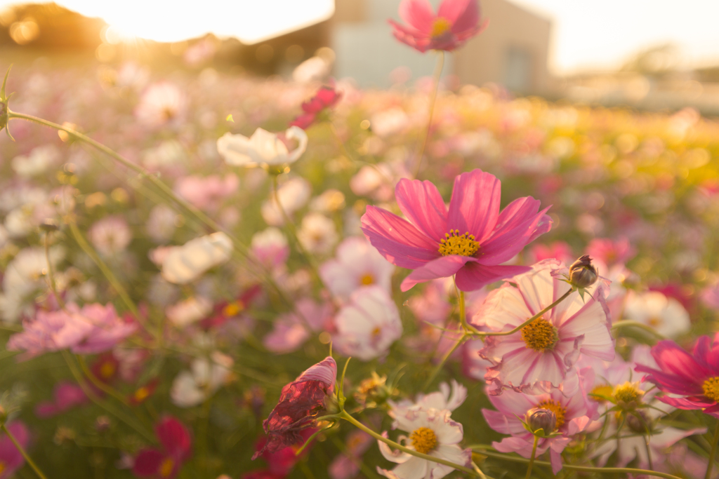 これでもかってくらい秋桜を撮ってきたから片っ端からアップします！　11