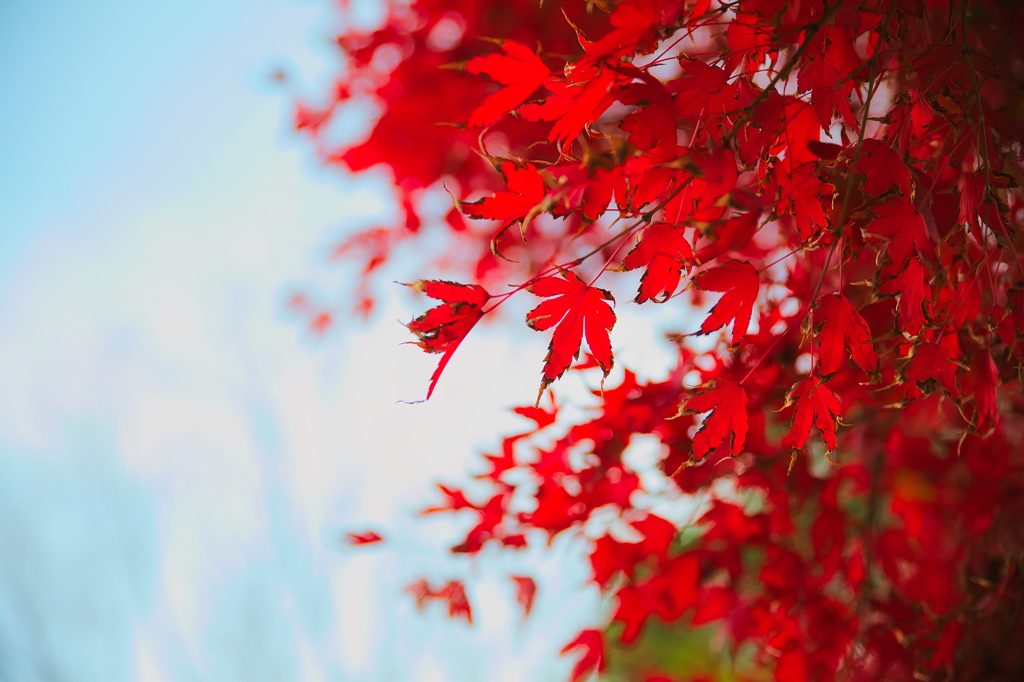 我が家の周りにも紅葉前線が降りてきました。　１
