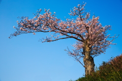 老桜