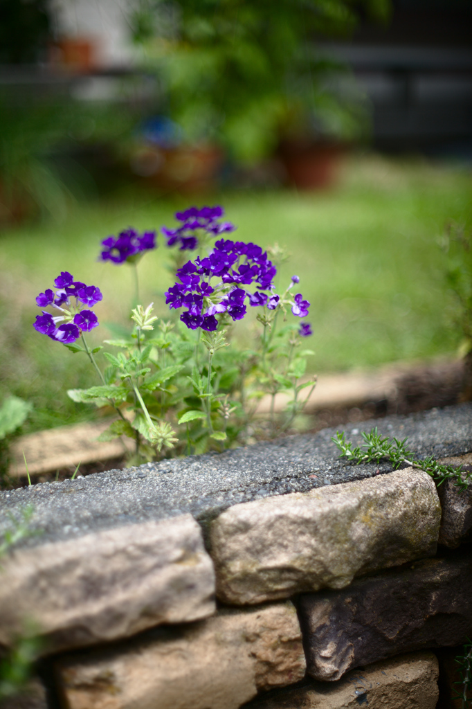 Nikkor-S Auto 50mm f1.4 試写　１