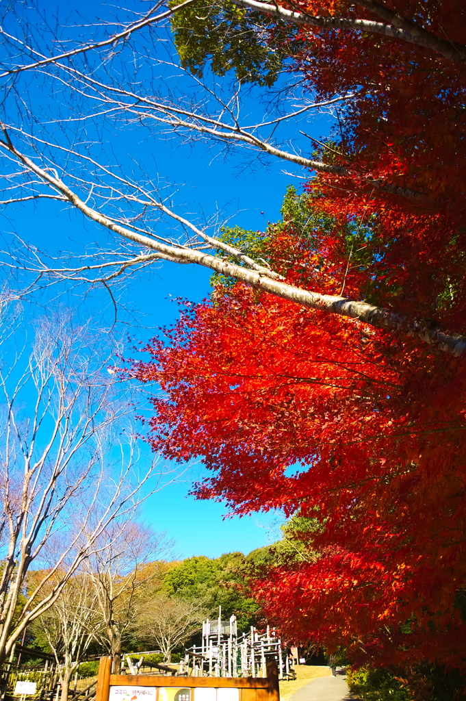 まっかっか〜