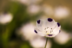 道端の花１０選 5