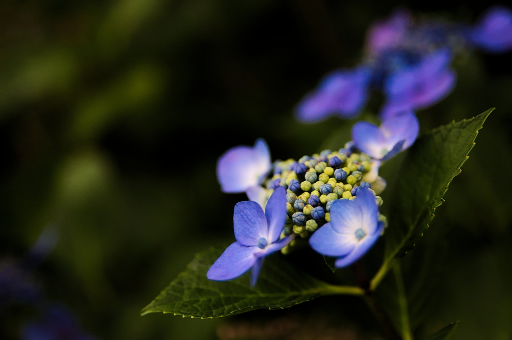 流行りに乗っかって、紫陽花を撮ってみました　４