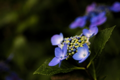 流行りに乗っかって、紫陽花を撮ってみました　４