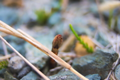 ニョキ！