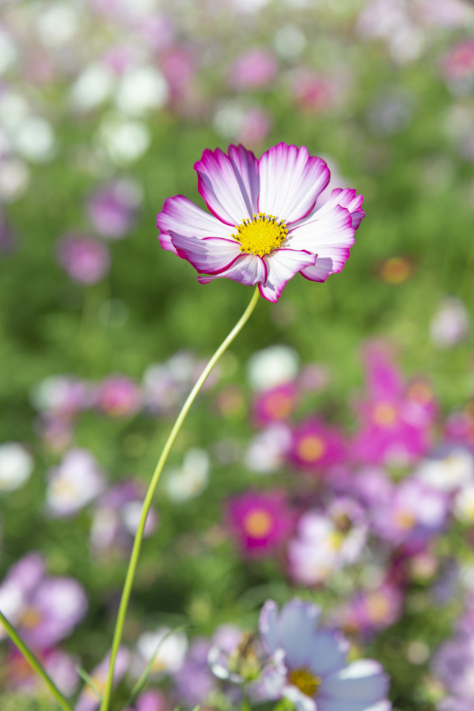 これでもかってくらい秋桜を撮ってきたから片っ端からアップします！ 1