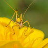 花上の住人　10