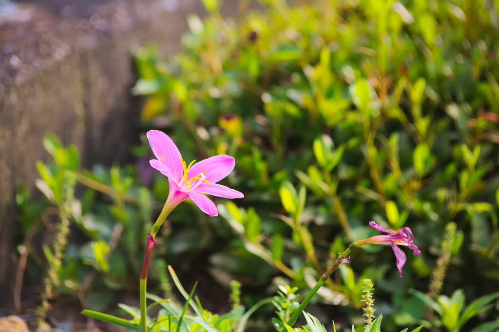 EF70-210mm F/4　試写　その３
