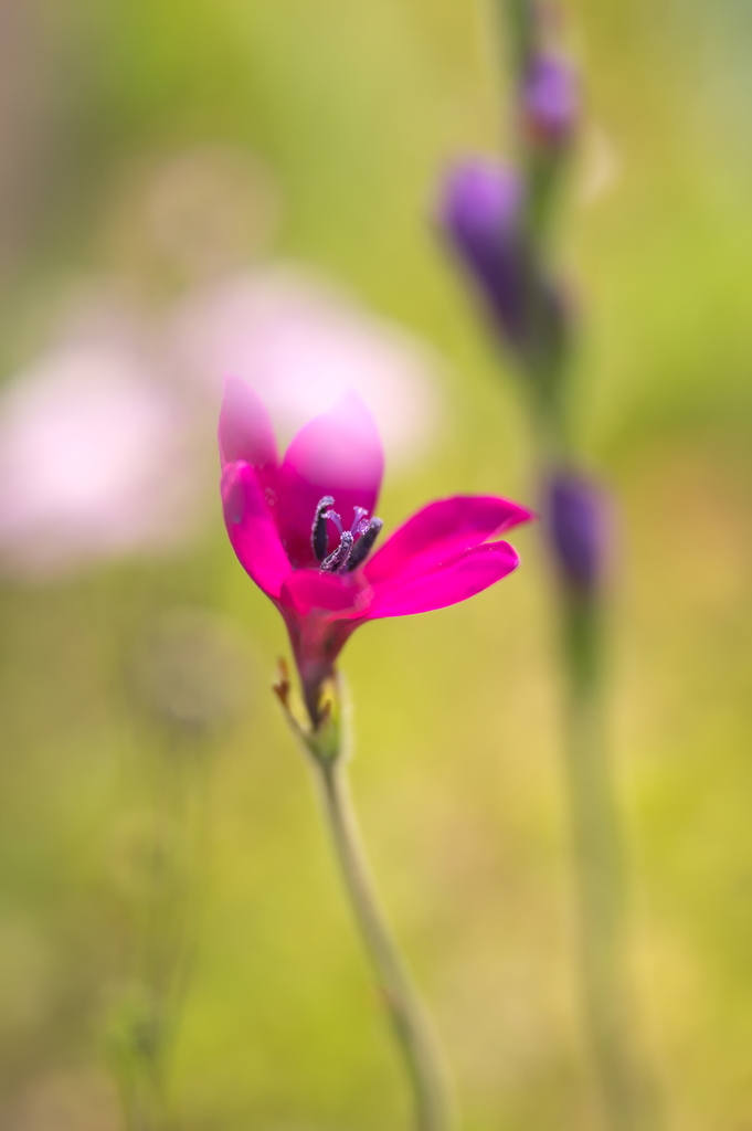 道端の花１０選 6