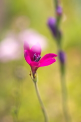 道端の花１０選 6