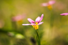 道端の花１０選 4