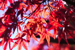 紅　２０１７　その１