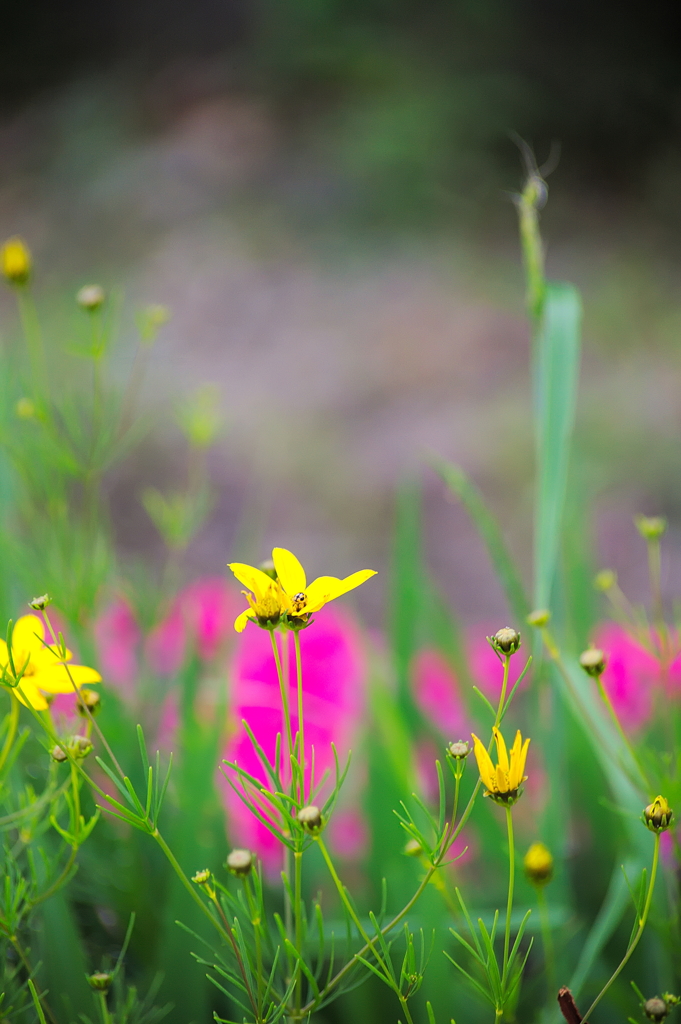 EF70-210mm F/4　試写　その５