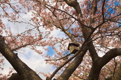 桜と空