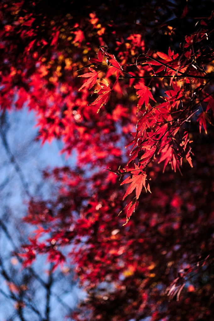 公園の紅葉