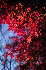 公園の紅葉