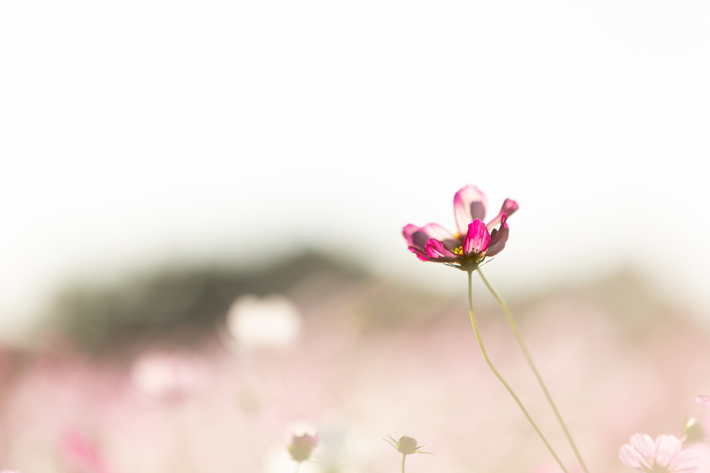 これでもかってくらい秋桜を撮ってきたから片っ端からアップします！ 8