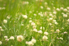 道端の花１０選 9
