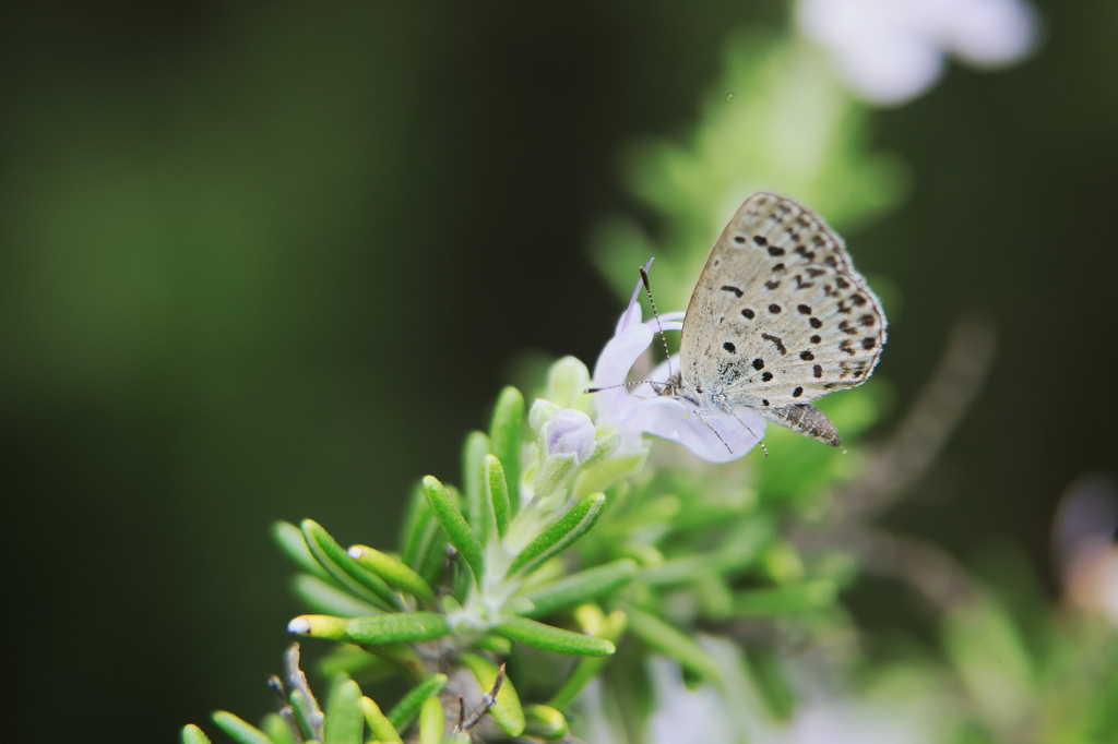 無策に虫撮り　３
