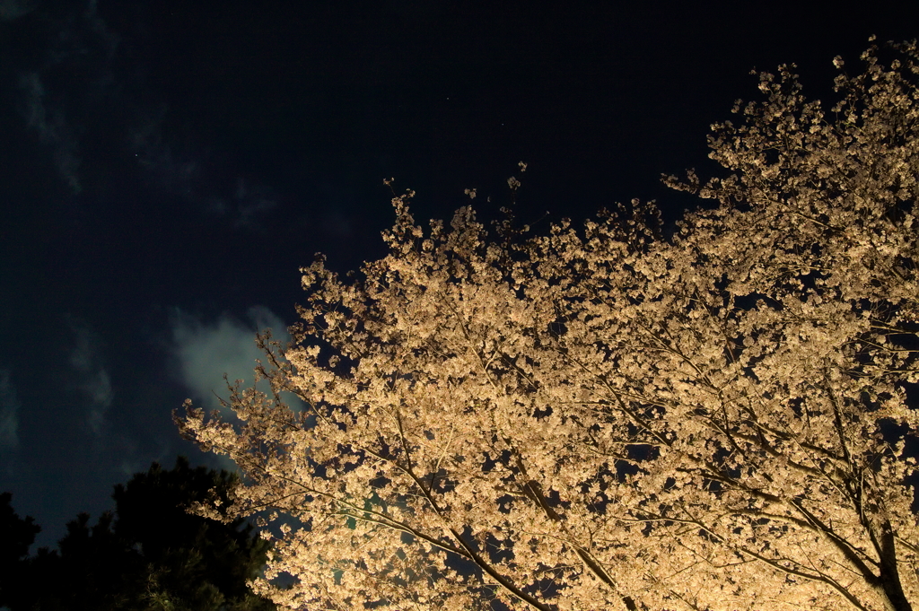 夜桜