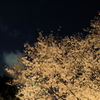 夜桜