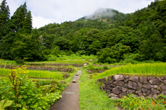 田畑