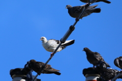 パンダ鳩