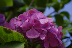 紫陽花