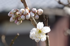 暖地桜桃