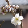 暖地桜桃