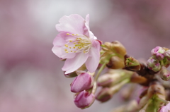 河津桜