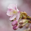 河津桜