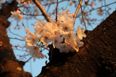 夕焼け桜