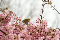 河津桜とメジロさん