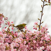 河津桜とメジロさん