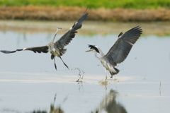 水鳥の舞