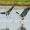 水鳥の舞